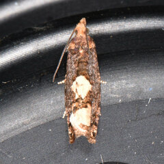 Epinotia trigonella
