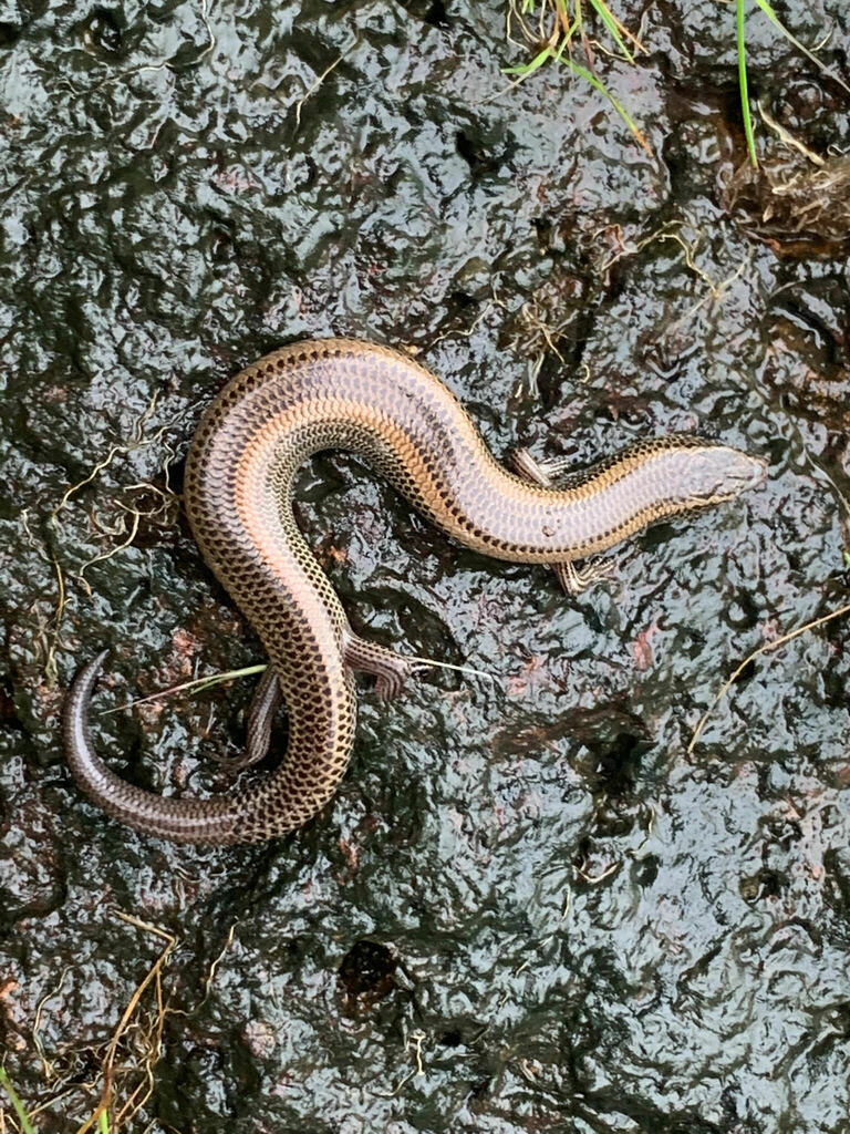 Günther’s Writhing Snake