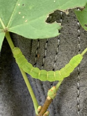 Scoliopteryx libatrix
