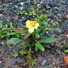 Oenothera