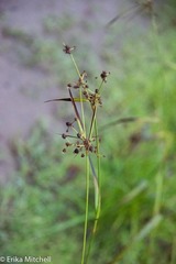 Scirpus hattorianus