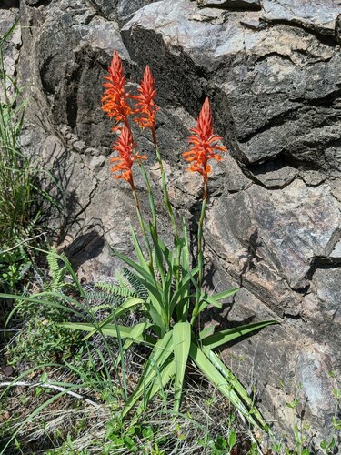 Scarlet Lady's Tresses