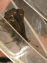 Panoquina errans