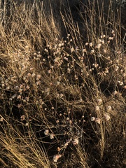 Eriogonum nudum nudum