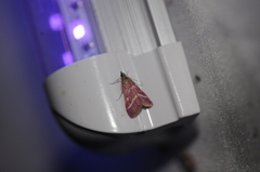 Pyrausta volupialis