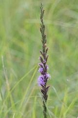 Liatris acidota