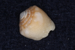 Conus exiguus