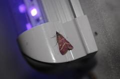 Pyrausta volupialis