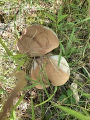 Lycoperdon excipuliforme