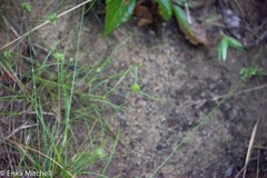 Cyperus lupulinus