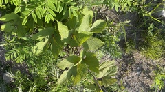 Vitis amurensis