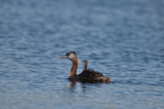 Podiceps major