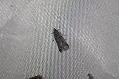 Acrobasis tricolorella