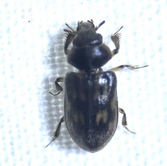Heterocerus fenestratus