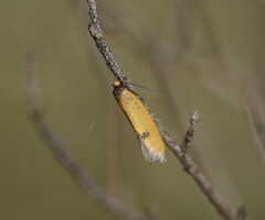 Microbela epicona