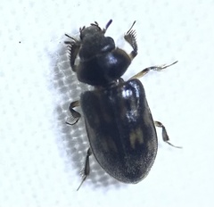 Heterocerus fenestratus