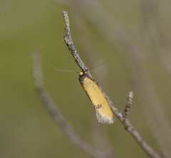 Microbela epicona