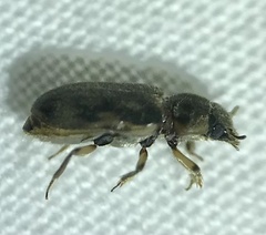 Heterocerus fenestratus