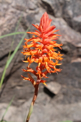 Dichromanthus cinnabarinus