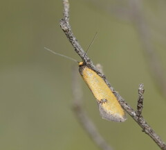 Microbela epicona