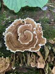 Trametes ochracea