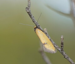 Microbela epicona