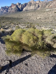 Gutierrezia microcephala