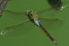 Anax parthenope julius