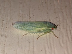 Gyponini