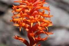 Dichromanthus cinnabarinus