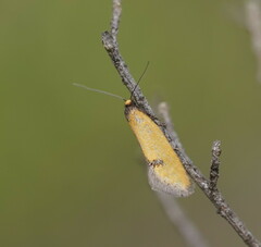 Microbela epicona
