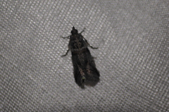 Acrobasis tricolorella