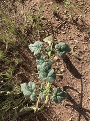 Proboscidea parviflora