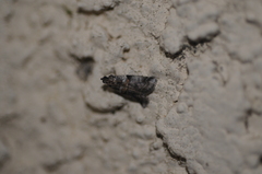 Acrobasis tricolorella
