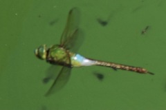 Anax parthenope julius