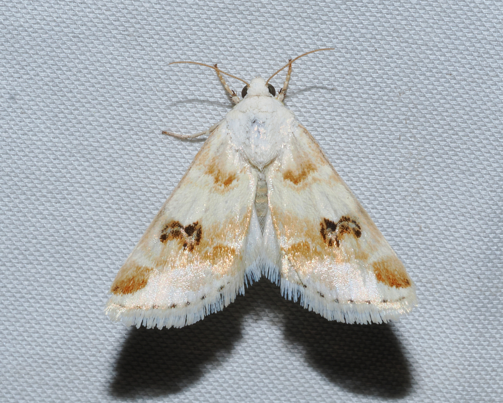 Rabbitbush Flower Moth
