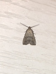 Hypenodes fractilinea