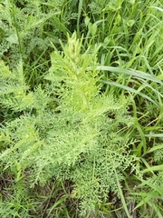 Parthenium bipinnatifidum