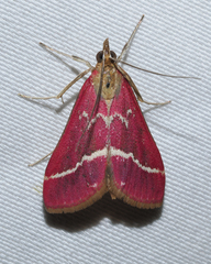 Pyrausta volupialis