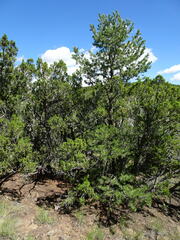 Pinus edulis