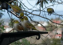 Zosterops lateralis lateralis