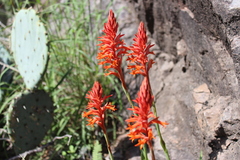 Dichromanthus cinnabarinus