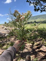 Baccharis salicifolia