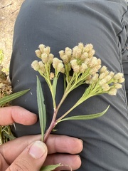 Baccharis salicifolia