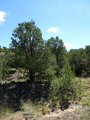 Pinus edulis