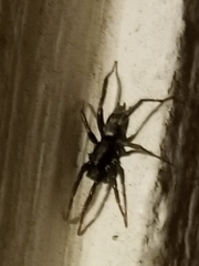 Herpyllus ecclesiasticus