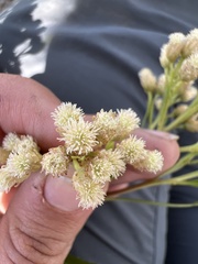 Baccharis salicifolia