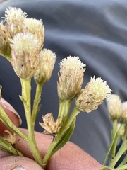 Baccharis salicifolia