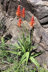 Dichromanthus cinnabarinus