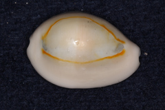 Monetaria annulus